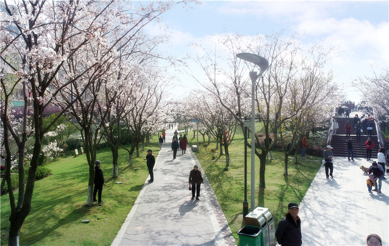 櫻花公園